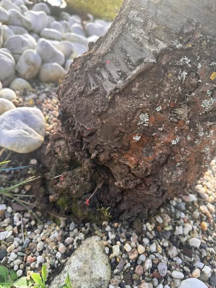 السلام عليكم  عندي شجره الكرز السنه الماضيه ما اثمرت والورق كان عليه سواد وكان في نمل 
شو بتنصحوني مشان السنه هي تثمر 
ولكم جزيل الشكر